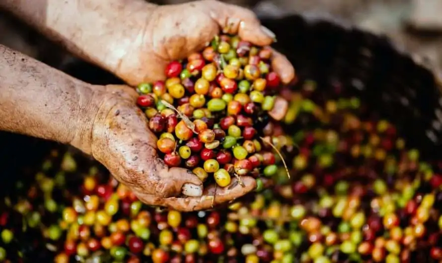 8 things I learned about my morning coffee in Costa Rica